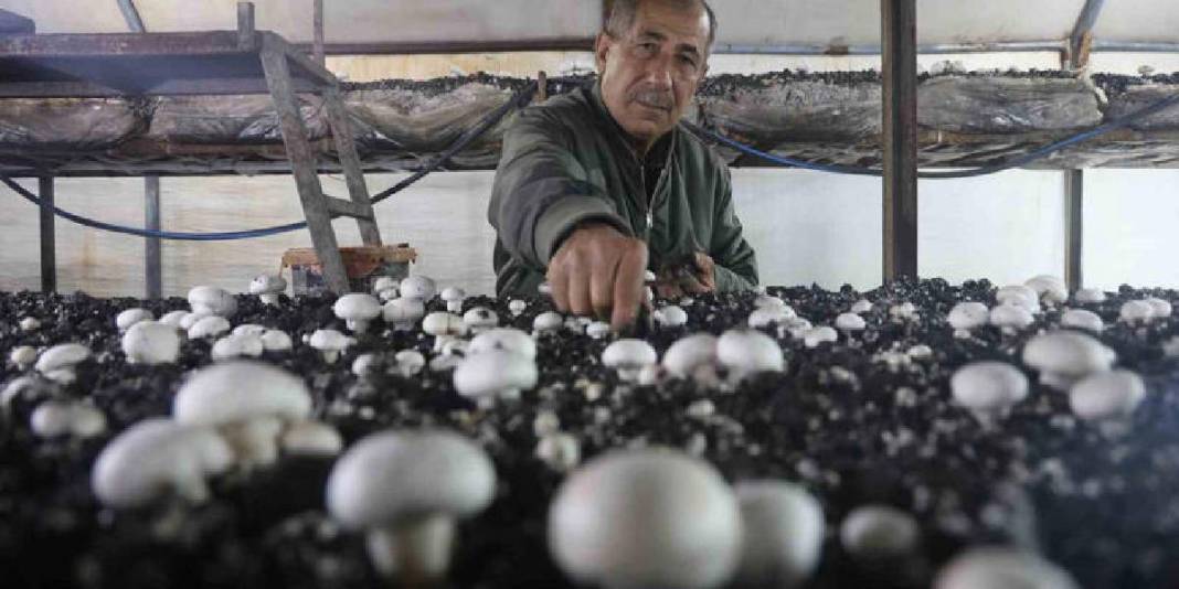 Ahırda başladığı üretim 3 çadırda sürüyor: 70 günde bir 3 defa hasat ediyor 4